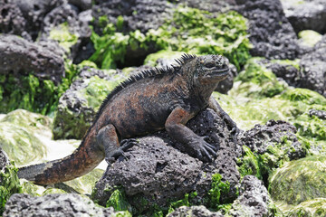 Meerechse auf  Galápagos