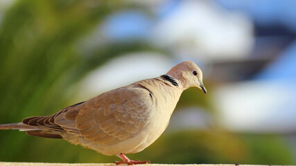  gołąb,  © darekaprilia