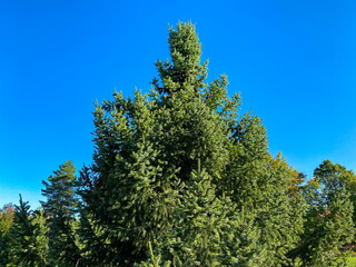 Fototapeta premium pine tree evergreen trees reaching high up into a bright blue autumn sky