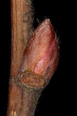 Large-Leaved Lime (Tilia platyphyllos). Lateral Bud Closeup