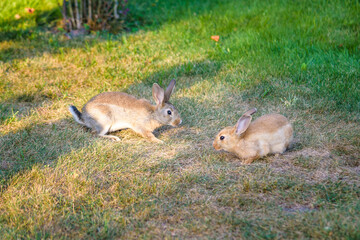 Two sweet little baby bunnies walking on the meadow eating grass, easter spring background with copy space