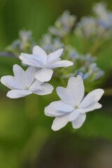 薄紫色のガクアジサイ