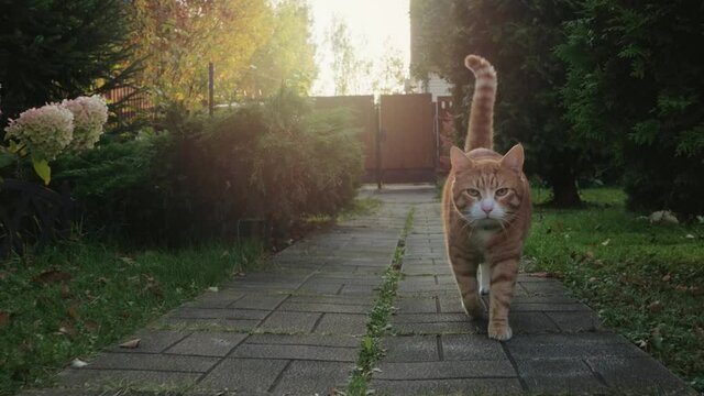 Ginger cat walks along a stone path in the garden.