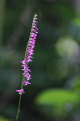 ネジバナのクローズアップ