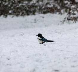 magpie in snow