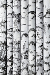 Seamless background of birch trunks stacked in a row. To copy horizontally. Lumber. Template for...
