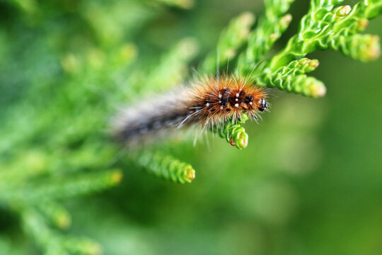 Garden tiger moth (Arctia caja)