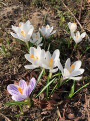 white crocus flowers