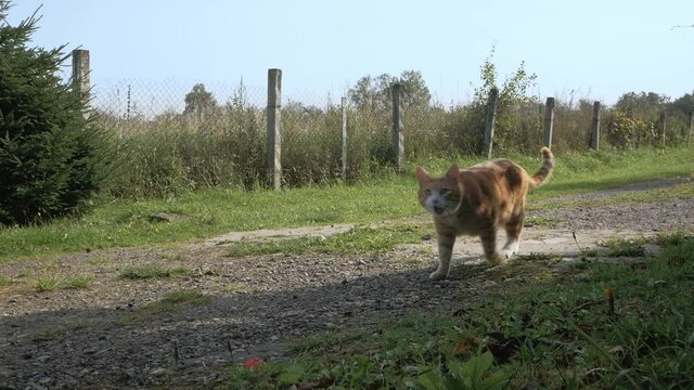 a young red cat is walking along a dirt road
