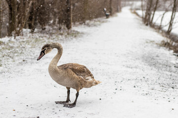 Grey young swan (cygnet, Cygnus olor) standing standing on the shore of the pond