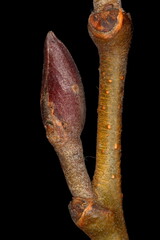 Alder (Alnus glutinosa). Stipitate Lateral Bud Closeup