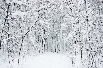 Snow in forest background. Winter forest texture. White snowy landscape. Outdoor park cold weather. Snow storm heavy fall. Road through the winter forest.