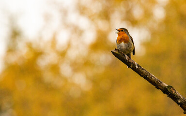 robin bird