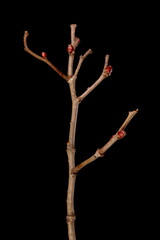 Midland Hawthorn (Crataegus laevigata). Wintering Twig Closeup