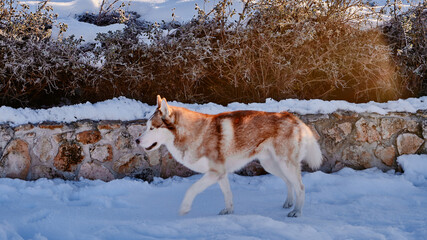 Wolf like dog walking over snow