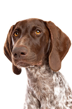 German Short Haired Pointer Puppy