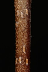 Midland Hawthorn (Crataegus laevigata). Wintering Twig Detail Closeup