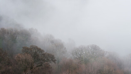 Panoramic landscape of bare tree tops in dense fog with free space