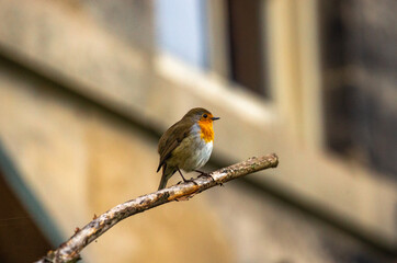 a robin out on a limb