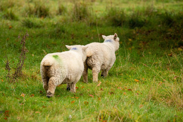 Obraz premium lamb im off