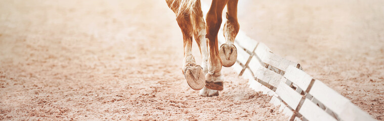 The hooves of a sorrel horse stepping on the sand in an outdoor arena near the dressage barriers. Equestrian sports. Horse riding.