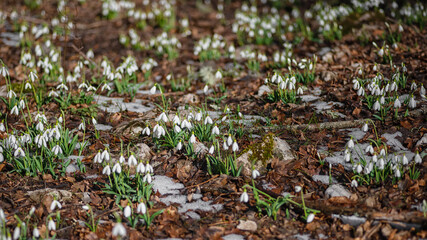 Snowdrops (Galanthus nivalis) in the forest with remnants of snow in early spring, selective focus, bokeh background, panoramic