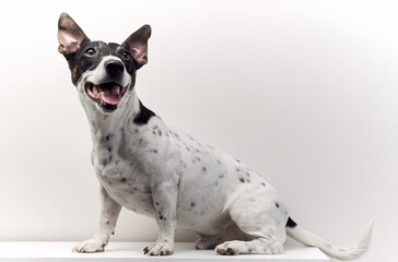 The dog sits on a white table and on a white background.