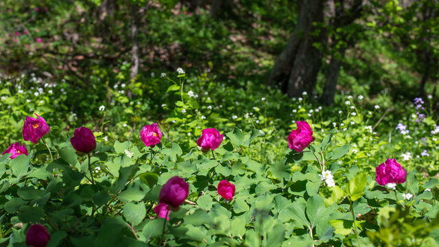 A group of blooming wild peonies (Paeonia daurica) with selective focus and blurred spring forest background