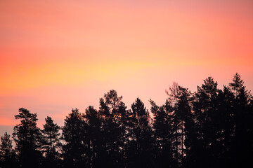 Amazing sunrise in different bright colors (pink, peach, yellow, red) behind the tree tops.