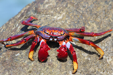 rote_Klippenkrabbe