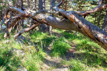 A fallen withered tree with twisted branches. Windbreak in the forest