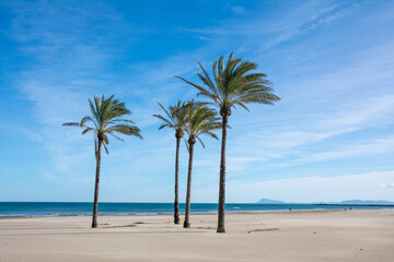 Fototapeta na wymiar Las palmeras en la playa