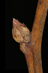 Russian Spiraea (Spiraea media). Lateral Bud Closeup