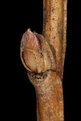 Russian Spiraea (Spiraea media). Lateral Bud Closeup