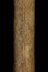 Russian Spiraea (Spiraea media). Wintering Twig Detail Closeup