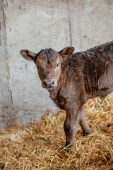 Close up on a young gray brown cow calf head inside a barn in quebec canada