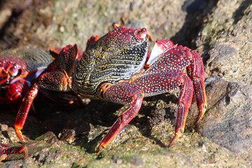 rote_Klippenkrabbe