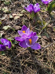 purple crocus flowers