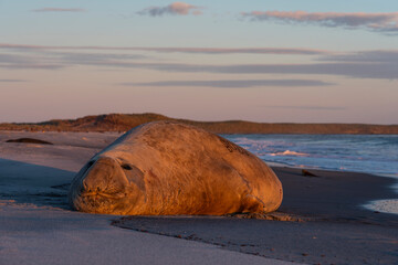 The southern elephant seal (Mirounga leonina)