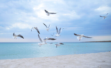 Seagulls on the beach.