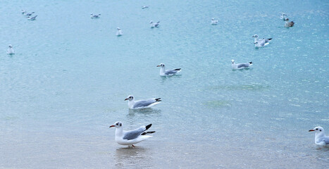 Seagulls on the beach.