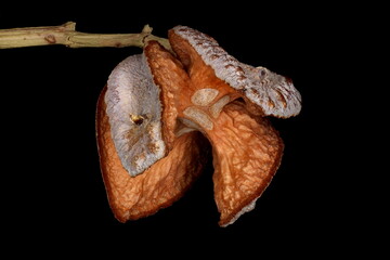 Sandarac (Tetraclinis articulata). Empty Seed Cone Closeup
