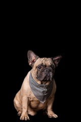 Adult fawn french bulldog wearing scarf isolated on black background, portrait studio shot.