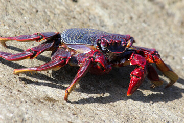 rote_Klippenkrabbe