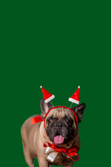 Adorable French Bulldog isolated on green background, wearing costume with Red christmas hat, like a Santa Claus. Decorated for christmas and new year festival, cute dog.
