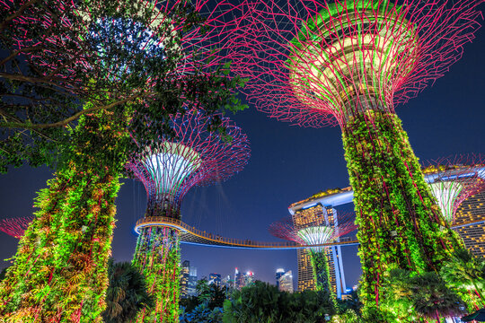 Singapore - April 30, 2018: Garden Rhapsody light and sound shows on Supertree Grove with OCBC Skyway at Gardens by the Bay. Marina Bay Sands on background. Popular tourist attraction. Blue hour shot.