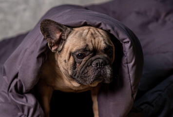 Fawn french bulldog wrapped in a blanket on the bed. Cute French Bulldog.