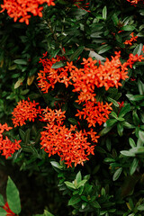 red flower among many green hours.