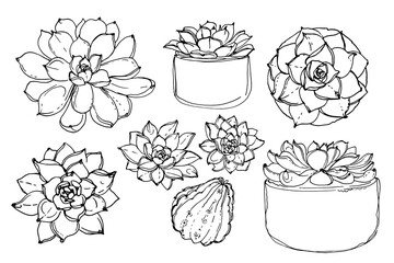 Cacti and succulents, indoor flowers in pots. Home decor.
