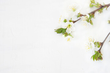 Cherry blossom on a white background. Floral spring background